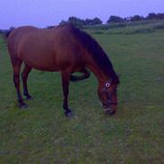 New Forest Stjerne R.I.P