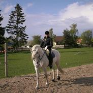 Connemara Prins Peter *gammel part*