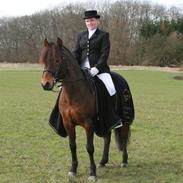 New Forest Stegstedgårds Figaro