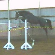 Dansk Varmblod Fraiser