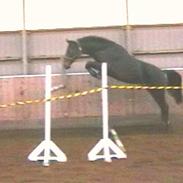 Dansk Varmblod Fraiser