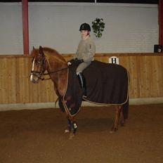 New Forest Catharina