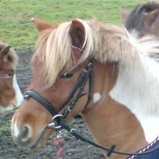 Shetlænder Hugo Boss*solgt*