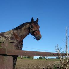 Oldenborg Baldrian (balder)