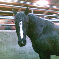 Anden særlig race Gambler