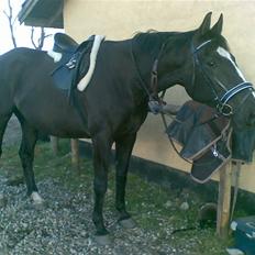 Anden særlig race Black C. Tyson - Solgt<3