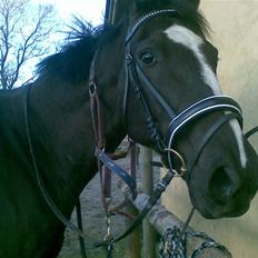 Anden særlig race Black C. Tyson - Solgt<3