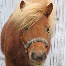 Shetlænder Egon Sporup