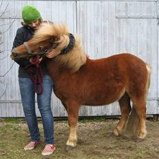 Shetlænder Egon Sporup