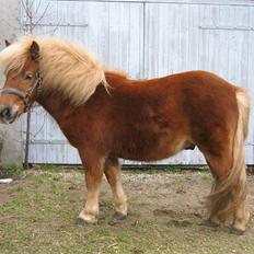 Shetlænder Egon Sporup