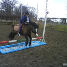 Anden særlig race Spitco