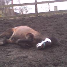 Anden særlig race Spitco