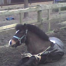 Anden særlig race Spitco