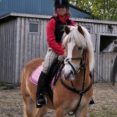 Haflinger               Alena