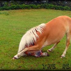 Haflinger               Alena
