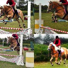 Haflinger               Alena