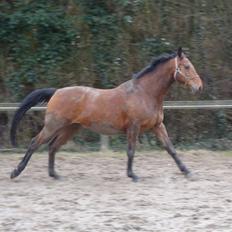 Polsk Varmblod Maxis