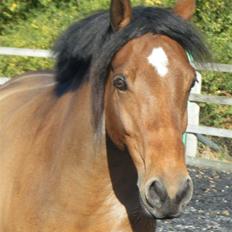 Welsh Partbred (Sec F) Willoway Jack the Lad
