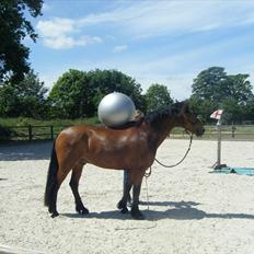 Welsh Partbred (Sec F) Willoway Jack the Lad