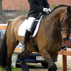 Dansk Varmblod Enekærs Rio Belle