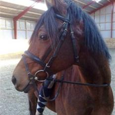 Welsh Partbred (Sec F) Got2Bee