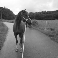 Anden særlig race Jolly Jingle