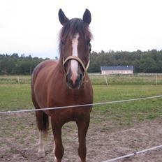 Anden særlig race Jolly Jingle