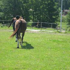 Anden særlig race Jolly Jingle
