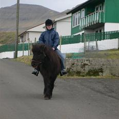 Færøsk hest sylvi