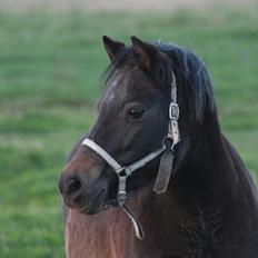 Welsh Pony (sec B) Kastania