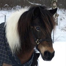 Anden særlig race Tamara † -Guardian Angel-