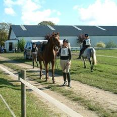 Anden særlig race Chilli (Solgt)