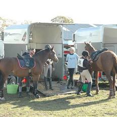 Anden særlig race Chilli (Solgt)