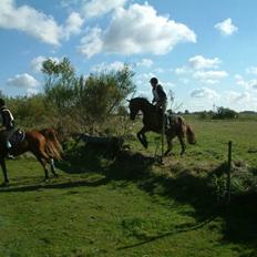Anden særlig race Chilli (Solgt)