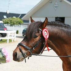 New Forest Stegstedgårds Figaro