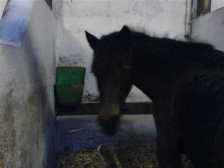 Anden særlig race Fanny-Barndomshest - det var en af de 1. billede jeg tog af hende. billede 4