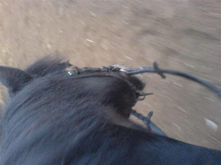 Anden særlig race Fanny-Barndomshest - her skridter vi af. billede 5