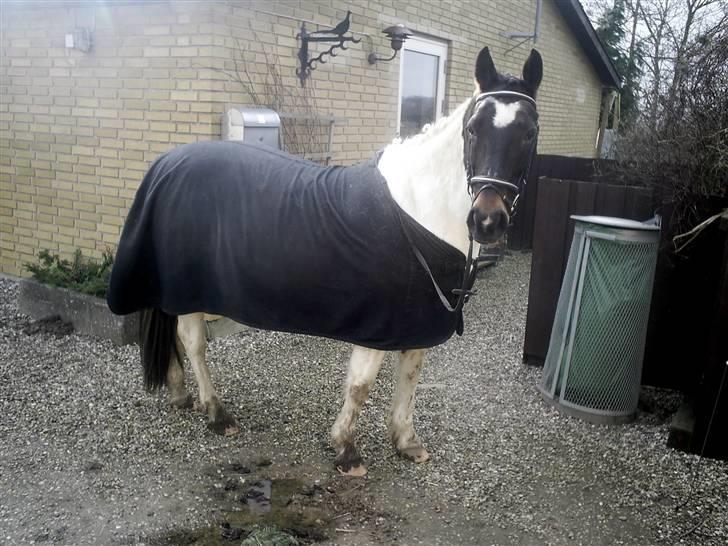 Pinto Puk *Solgt* - I vores gårdsplads:) Foto: mig billede 15