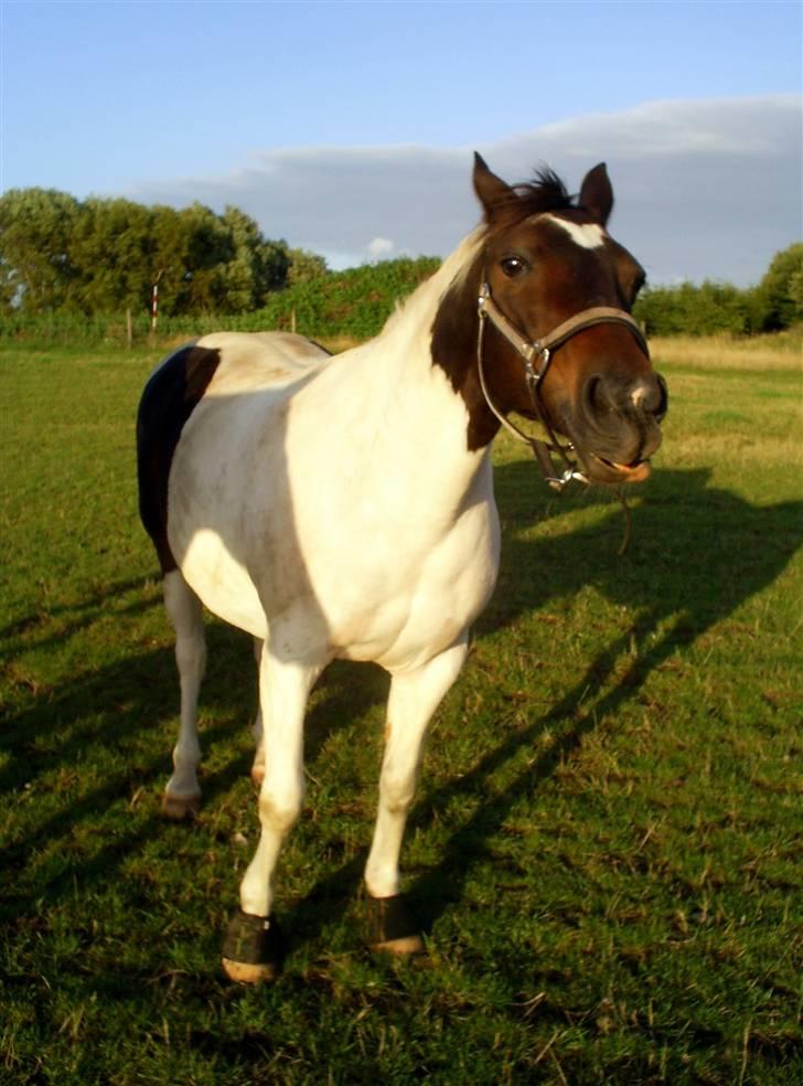 Pinto Puk *Solgt* - fold 10-08-08. Foto: mig billede 16