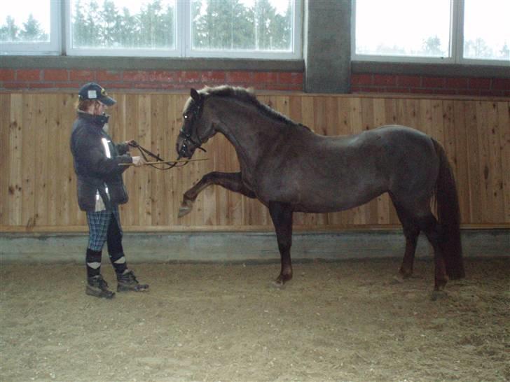 DSP Jolene billede 7