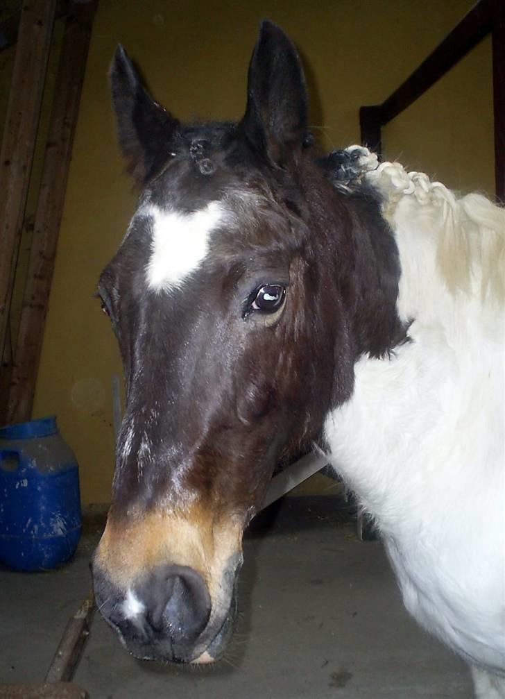 Pinto Puk *Solgt* - Puk i stalden efter træning;) Foto: mig billede 17