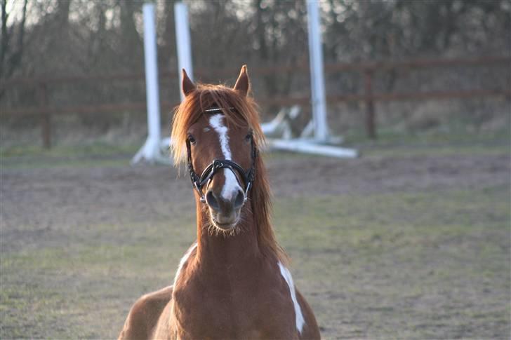 Pinto Polle - nuurh han sidder ned haha <3 foto: Liv billede 9