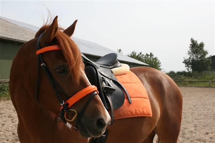 Pinto Polle - polle-drengen <3 ;) med sit fine udstyr ;) billede 10