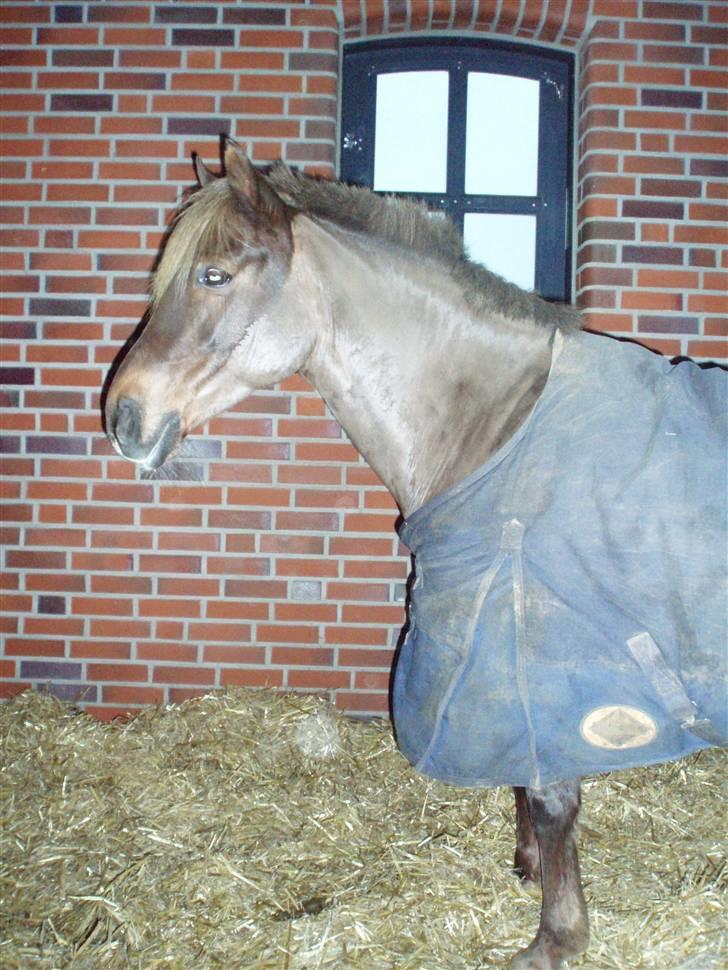 DSP Jolene billede 10