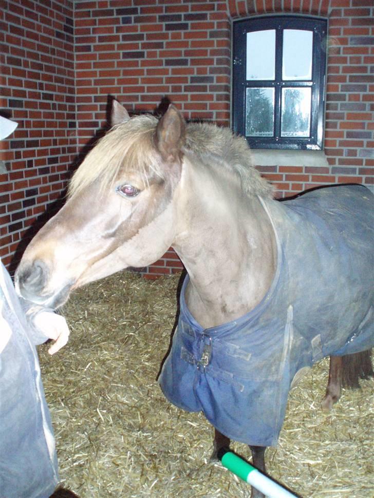 DSP Jolene billede 11