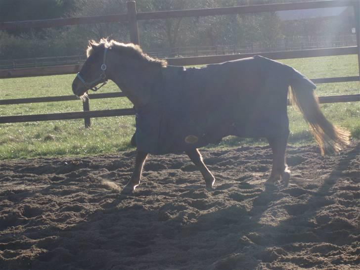 DSP Jolene billede 12