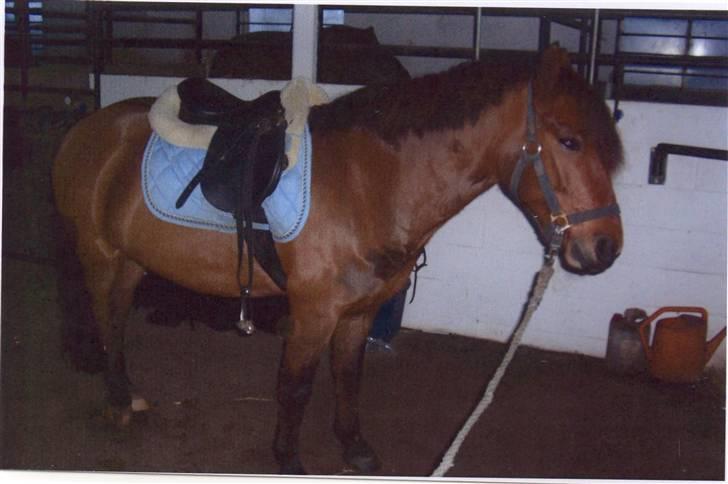 New Forest Twist - bare et billede af ham på staldgangen.. <333 billede 2