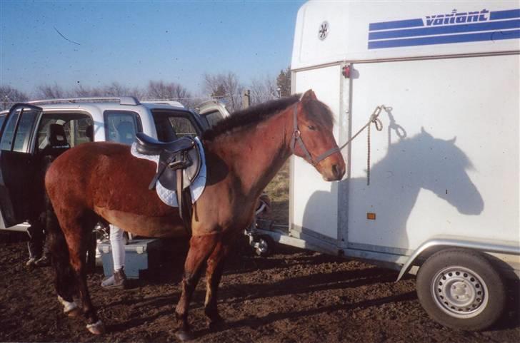 New Forest Twist - til et ude stævne! billede 3