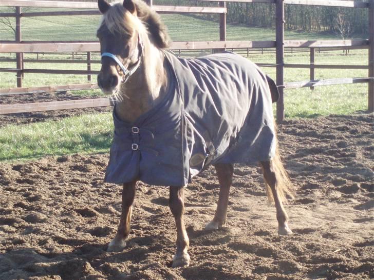 DSP Jolene billede 13