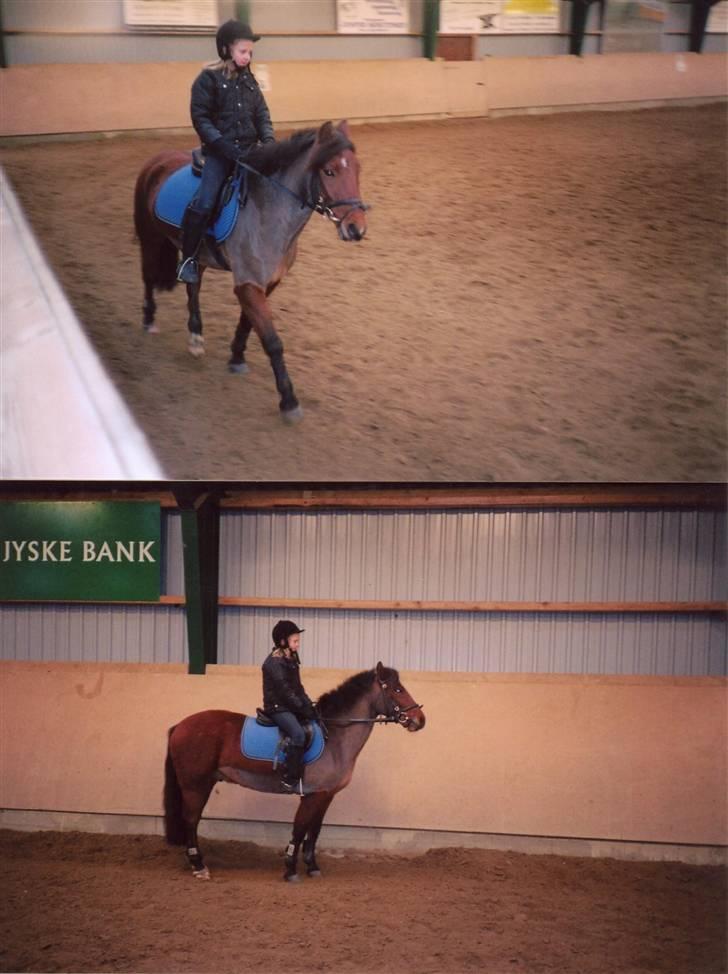 New Forest Twist - en dag til trænning!  billede 5